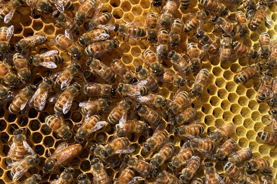 Honey bees and the queen bee on comb