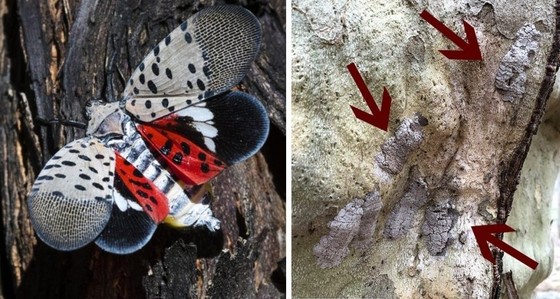 spotted lanternfly life stages