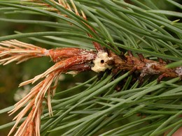 Pine shoot beetle pitch tube