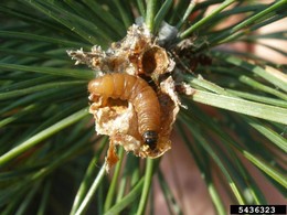 European pine shoot moth larva