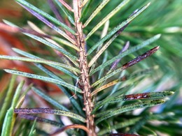 Rhizosphaera needlecast on spruce | DATCP image