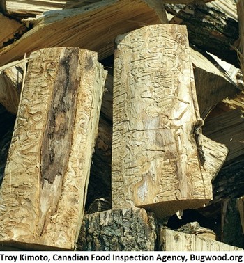EAB firewood