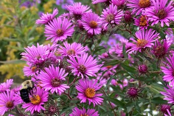 bumble bee on aster