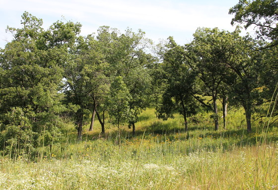 restored oak savanna