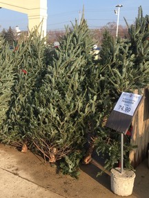 Christmas tree lot inspection