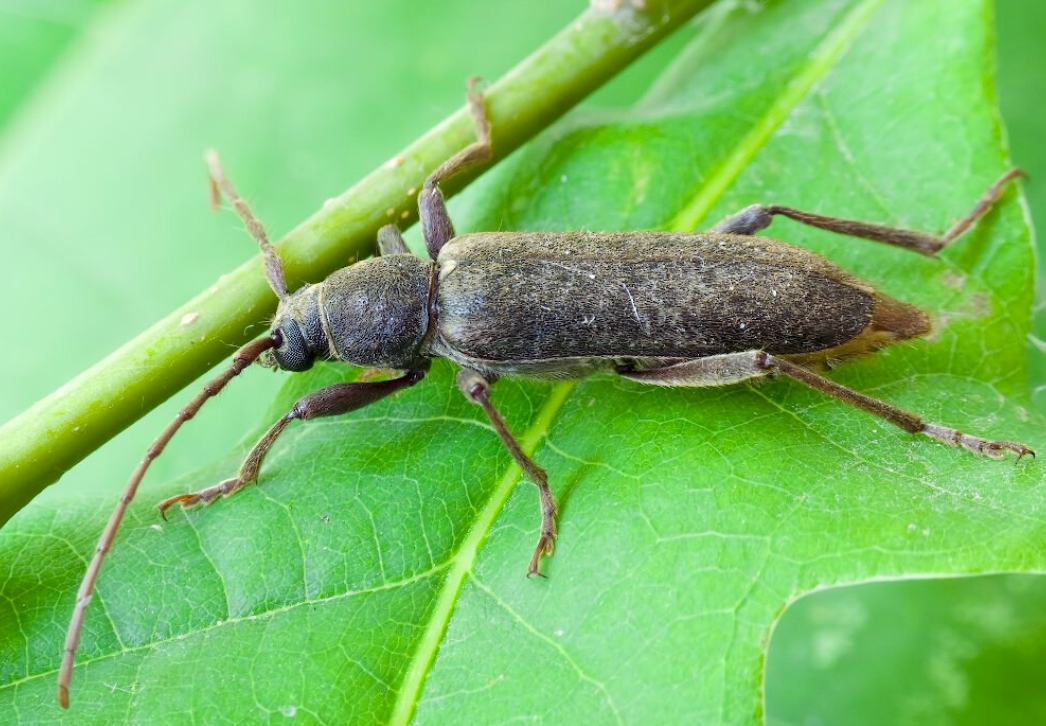 Velvet longhorned beetle