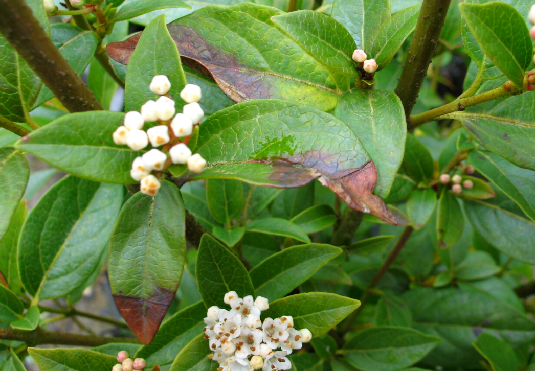 Viburnum foliage with symptoms of Phytophthora ramorum
