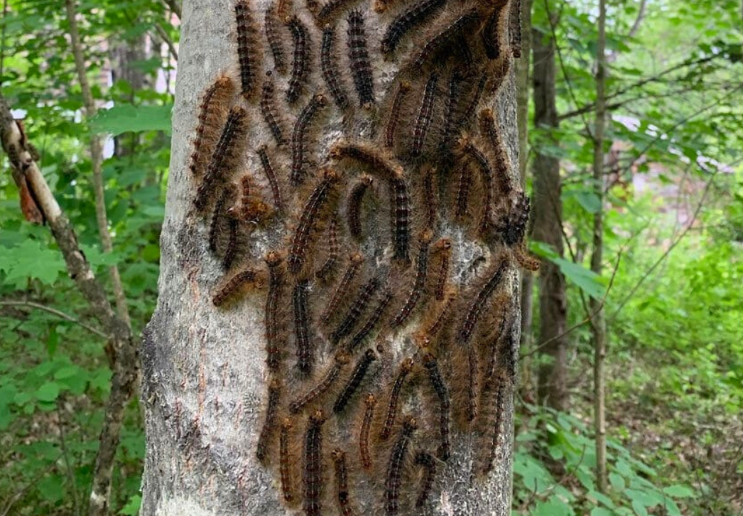 Spongy moth caterpillars on tree