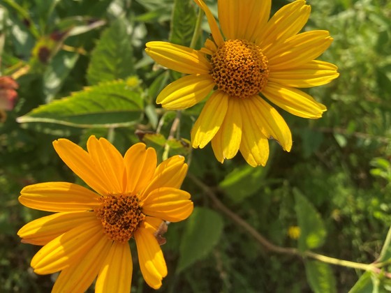 Helianthus sp. native wildflower Sunflower 