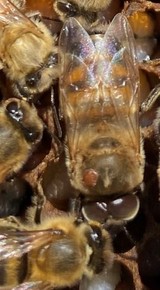 Honey bee with a visible varroa mite