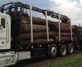 Walnut logs for export