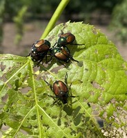 Japanese Beetle feeding on nursery stock