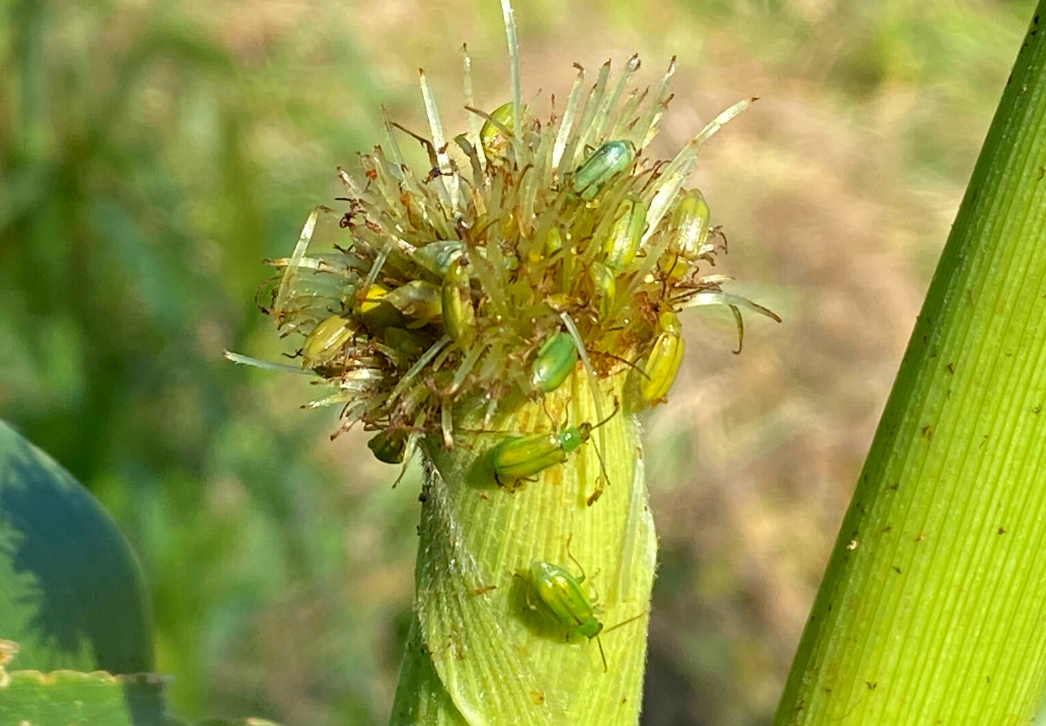 Corn rootworm beetles feeding on corn silks