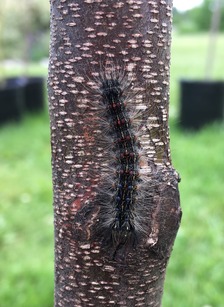spongy moth on nursery stock