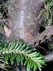 Fraser fir with spongy moth egg mass