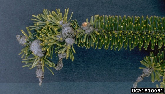 Gouting of Fraser fir from balsam wooly adelgid, USDA Forest Service - Region 8 - Southern, USDA Forest Service, Bugwood.org