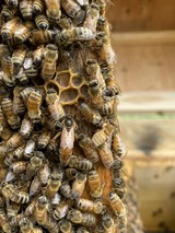 Honey Bee Queen