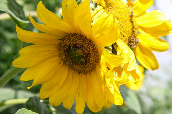 Honey-Bee-Sunflower-USDA_20220707-CSW-NRCS-053