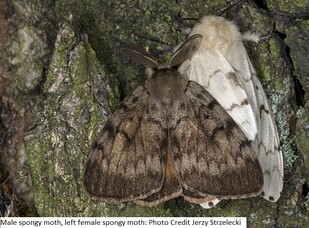 male and female adult spongy moths