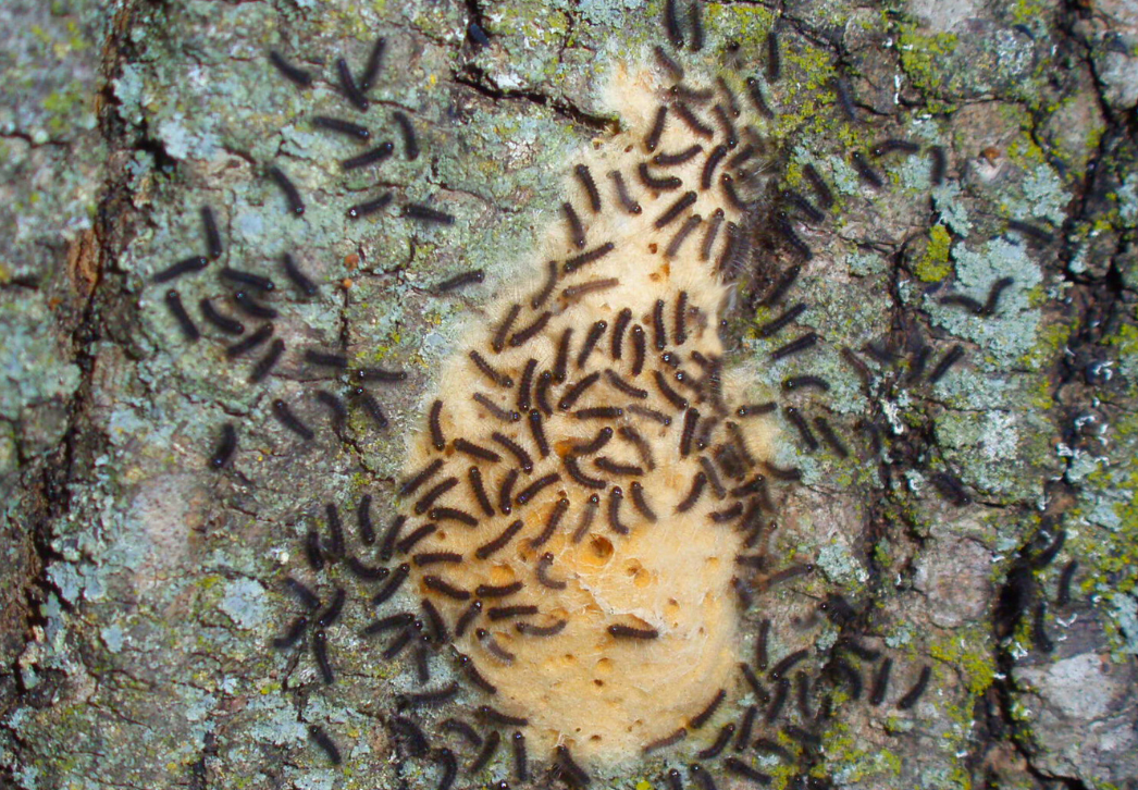 Spongy moth hatching egg mass