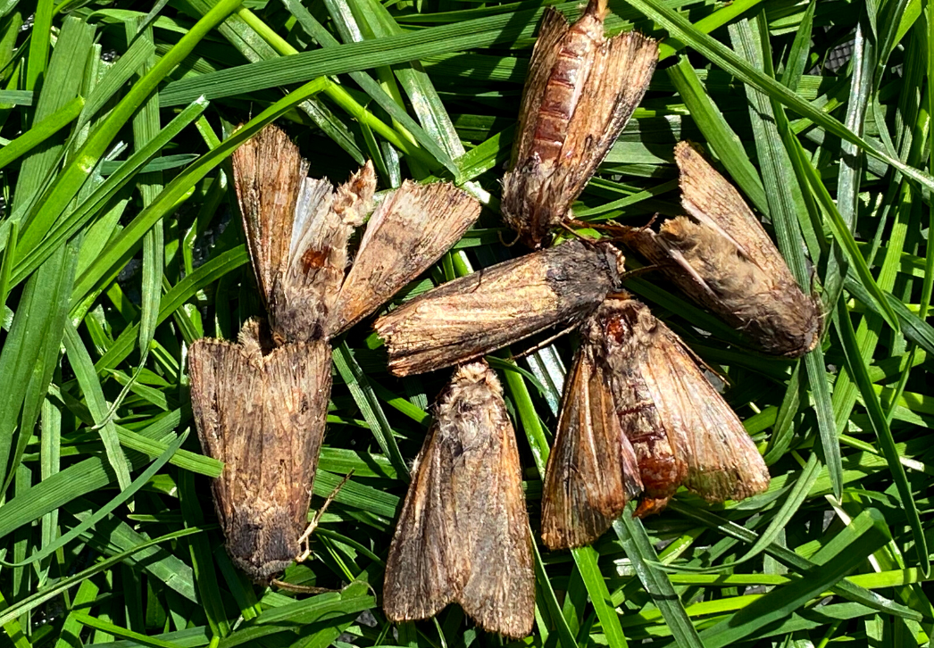 Black cutworm moths