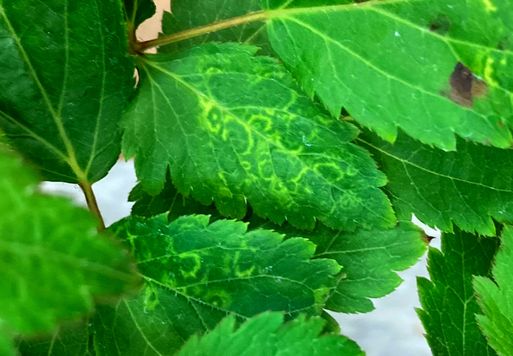 Tobacco rattle virus symptoms on astilbe leaves