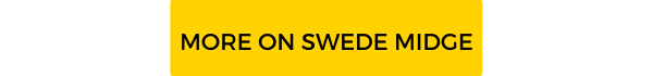 More on Swede Midge