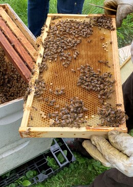 Honey-Bee-Frame-FH-20220801-0253_crop02