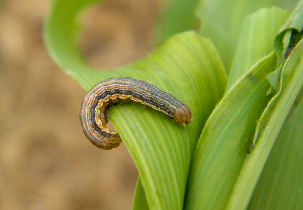 True armyworm larva