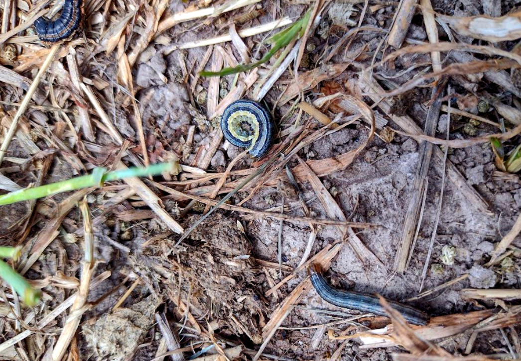 True armyworm larvae found in pasture grasses