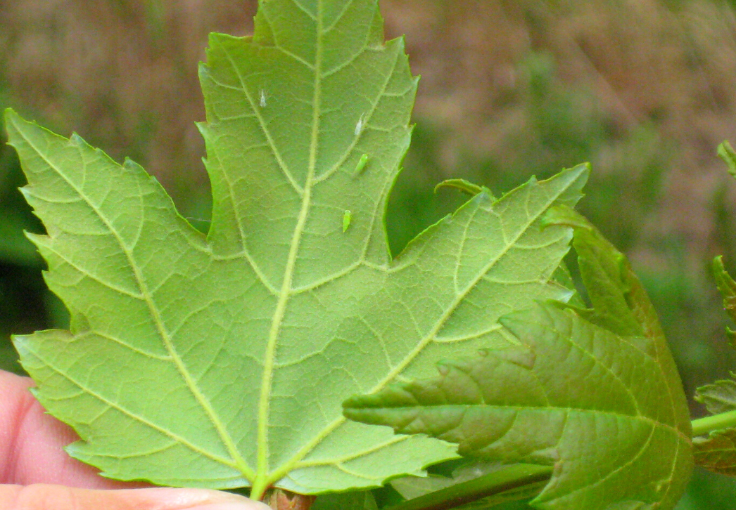 Potato leafhopper nymphs on maple leaf