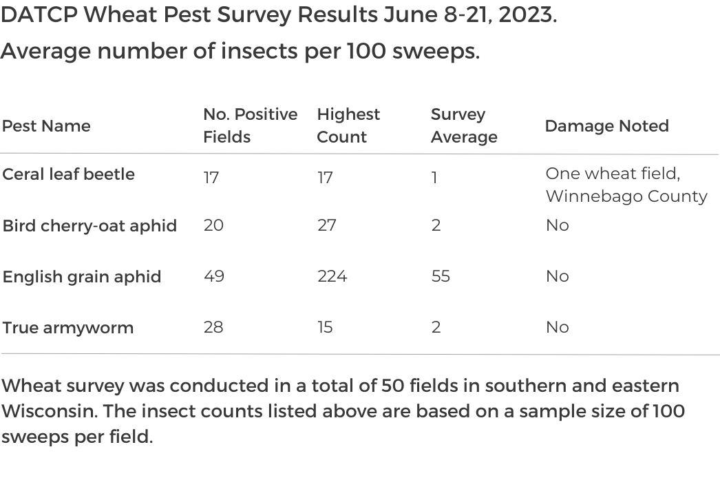 Cereal Leaf Beetle Counts in Wheat June 8-21, 2023