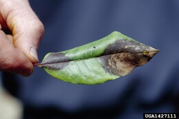 ramorum blight symptoms on a leaf