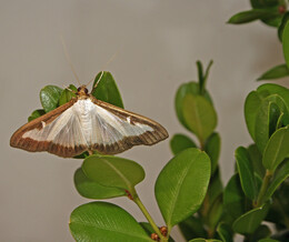 Box tree moth adult