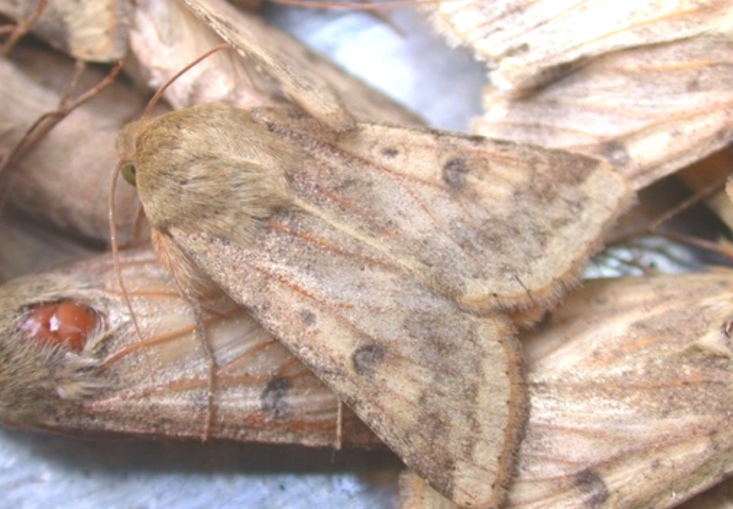 Corn earworm moths