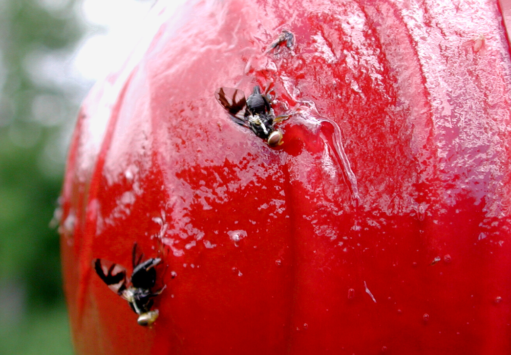 Apple maggot flies on red sphere trap