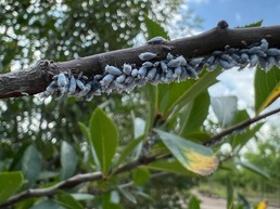 woolly apple aphid on hawthorn