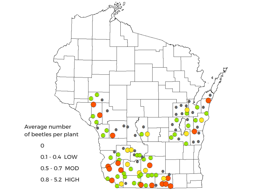 Preliminary corn rootworm beetle survey results map 2023