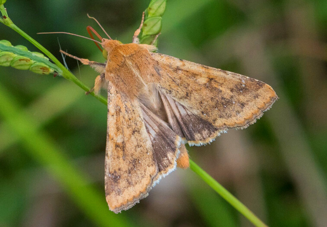 Corn earworm moth
