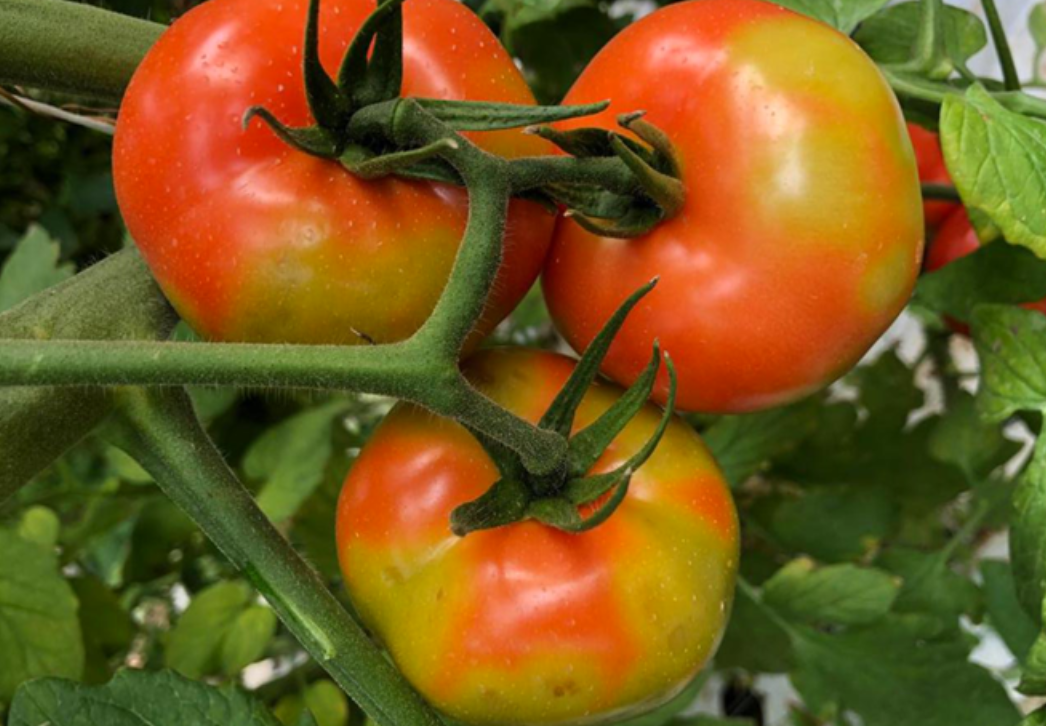 Tomato brown rugose fruit virus symptoms 