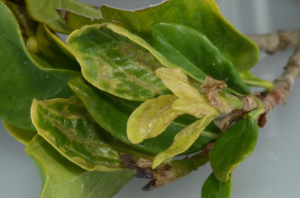 thrips parvispinus damage on gardenia buds