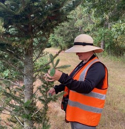 DATCP Christmas tree inspector