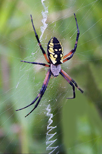 spider-argiope