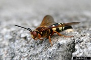 Giant cicada killer (Sphecius speciosus)