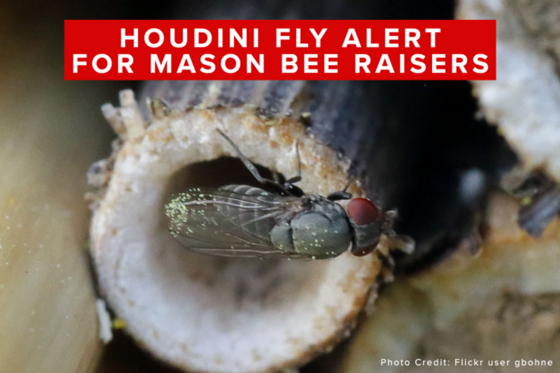 Houdini fly - Pest alert