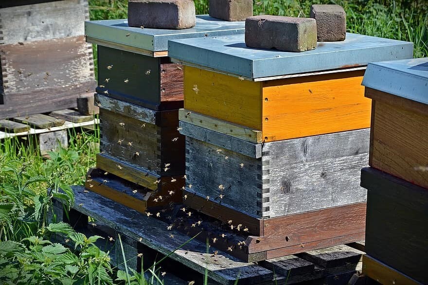 honey bee hives cc
