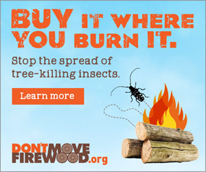dont move firewood