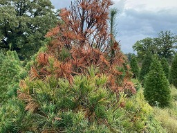 white pine blister rust