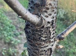 yellow-bellied sap sucker damage