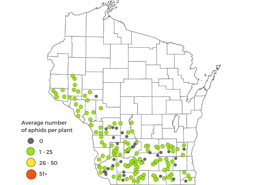 Soybean aphid survey results map 2023